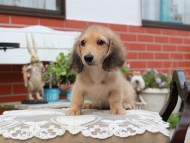 Kaninchen_Dachshund4422 Kaninchen_Dachshund4422