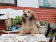 Kaninchen_Dachshund4423 Kaninchen_Dachshund4423