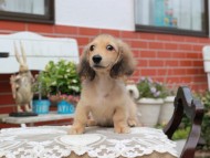 Kaninchen_Dachshund4428 Kaninchen_Dachshund4428