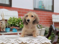 Kaninchen_Dachshund4429 Kaninchen_Dachshund4429