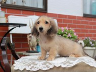Kaninchen_Dachshund4430 Kaninchen_Dachshund4430