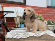 Kaninchen_Dachshund4432 Kaninchen_Dachshund4432