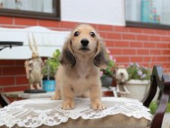 Kaninchen_Dachshund4436