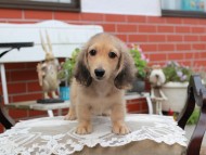 Kaninchen_Dachshund4439
