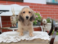 Kaninchen_Dachshund4442