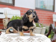Kaninchen_Dachshund4448