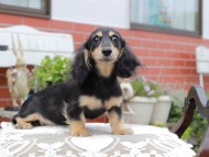 Kaninchen_Dachshund4451