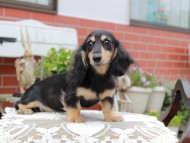 Kaninchen_Dachshund4453