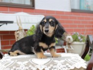 Kaninchen_Dachshund4455