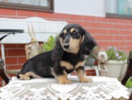 Kaninchen_Dachshund4456