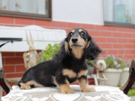 Kaninchen_Dachshund4458