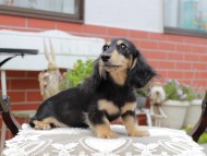 Kaninchen_Dachshund4459