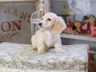 Kaninchen_Dachshund448