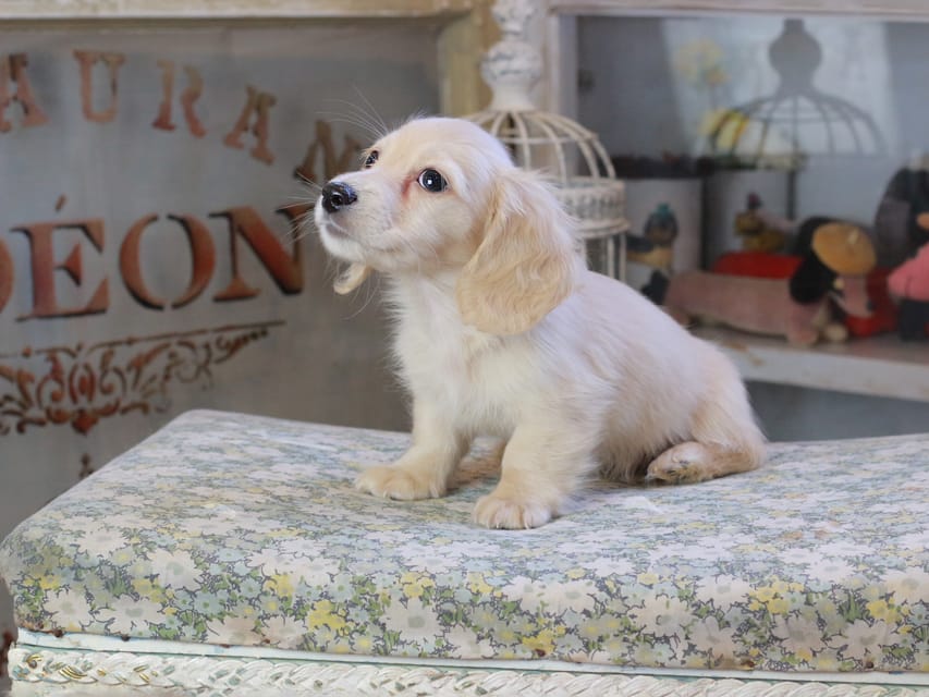 カニンヘンダックスフンド おんぷ ＆ スルガの子犬 ペールイエロー 男の子