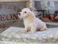 Kaninchen_Dachshund450