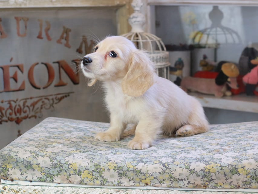 カニンヘンダックスフンド おんぷ ＆ スルガの子犬 ペールイエロー 男の子