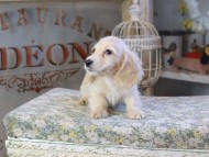 Kaninchen_Dachshund452