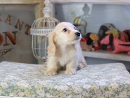 Kaninchen_Dachshund459