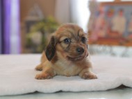 Kaninchen_Dachshund4615