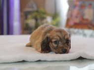 Kaninchen_Dachshund4618