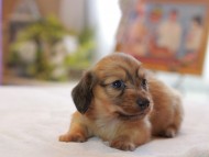 Kaninchen_Dachshund4623