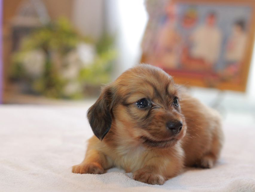 カニンヘン ダックスフンド オリーブ&グローリーの子犬 レディッシュイエロー（レディッシュクリーム） 男の子