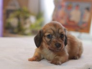Kaninchen_Dachshund4625