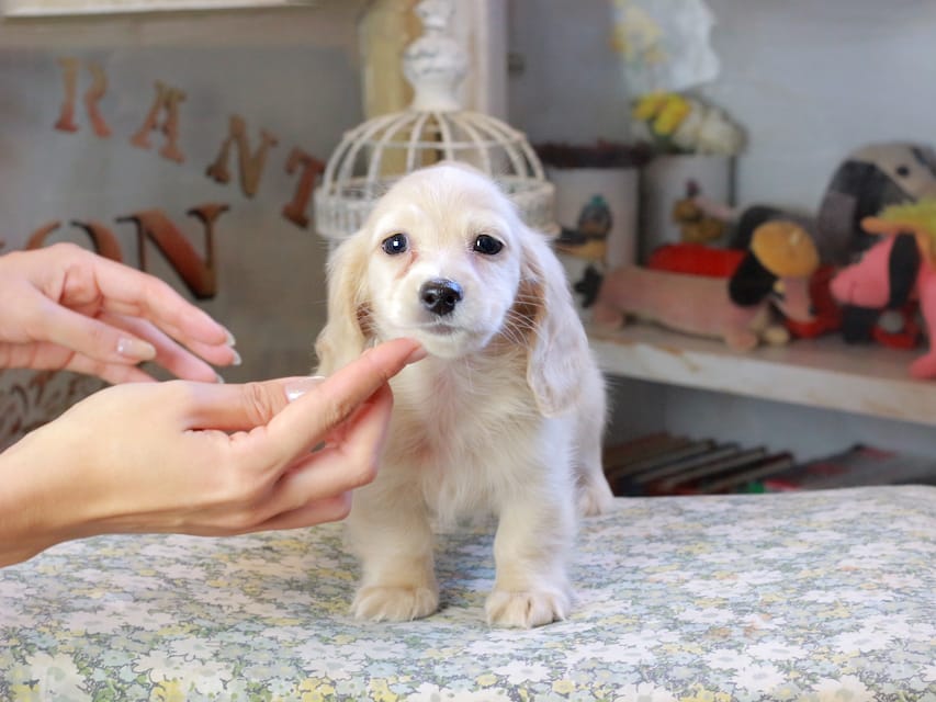 カニンヘンダックスフンド おんぷ ＆ スルガの子犬 ペールイエロー 男の子