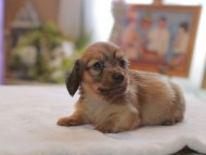 Kaninchen_Dachshund4631