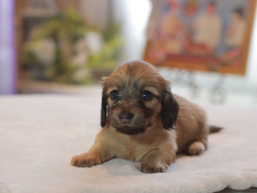 カニンヘン ダックスフンド オリーブ&グローリーの子犬 イエロー（クリーム） 女の子