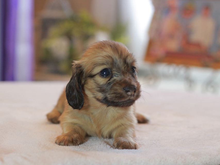 カニンヘン ダックスフンド オリーブ&グローリーの子犬 イエロー（クリーム） 女の子