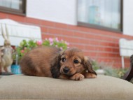 Kaninchen_Dachshund4653 Kaninchen_Dachshund4653