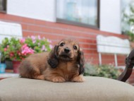 Kaninchen_Dachshund4657