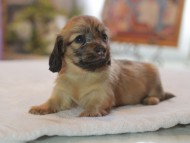 Kaninchen_Dachshund4659 Kaninchen_Dachshund4659