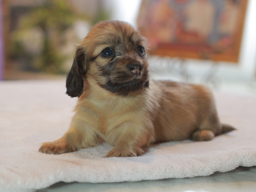 カニンヘン ダックスフンド オリーブ&グローリーの子犬 イエロー（クリーム） 女の子