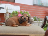 Kaninchen_Dachshund4661 Kaninchen_Dachshund4661
