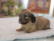 Kaninchen_Dachshund4663