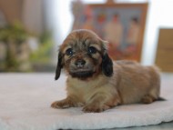 Kaninchen_Dachshund4665 Kaninchen_Dachshund4665