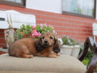Kaninchen_Dachshund4665 Kaninchen_Dachshund4665