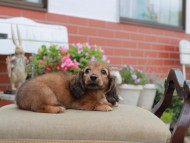 Kaninchen_Dachshund4666