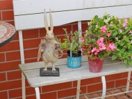 Kaninchen_Dachshund4679