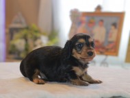 Kaninchen_Dachshund4684