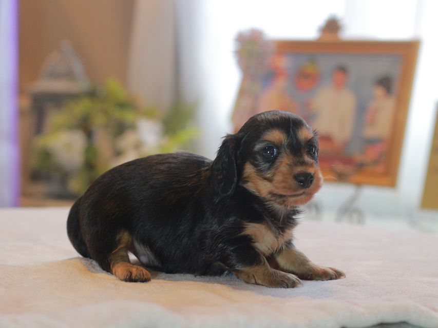 カニンヘン ダックスフンド ラムネ&スルガの子犬 ブラックタン 男の子Kaninchen_Dachshund4684 カニンヘン ダックスフンド ラムネ&スルガの子犬 ブラックタン 男の子