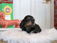 Kaninchen_Dachshund4686 Kaninchen_Dachshund4686