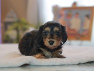 Kaninchen_Dachshund4690 Kaninchen_Dachshund4690