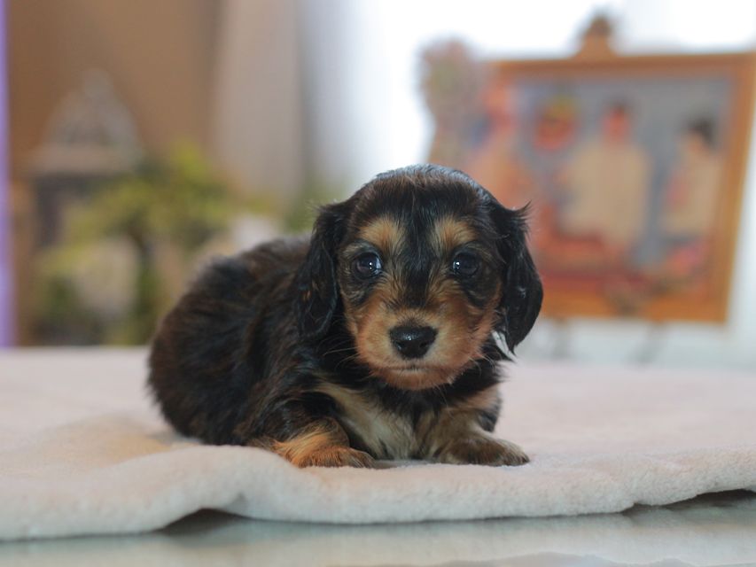 カニンヘン ダックスフンド ラムネ&スルガの子犬 ブラックタン 男の子Kaninchen_Dachshund4690 カニンヘン ダックスフンド ラムネ&スルガの子犬 ブラックタン 男の子