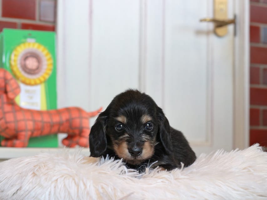 カニンヘン ダックスフンド バルーン ＆ スパーキの子犬 ブラックイエロー 男の子