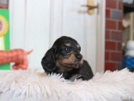Kaninchen_Dachshund4694