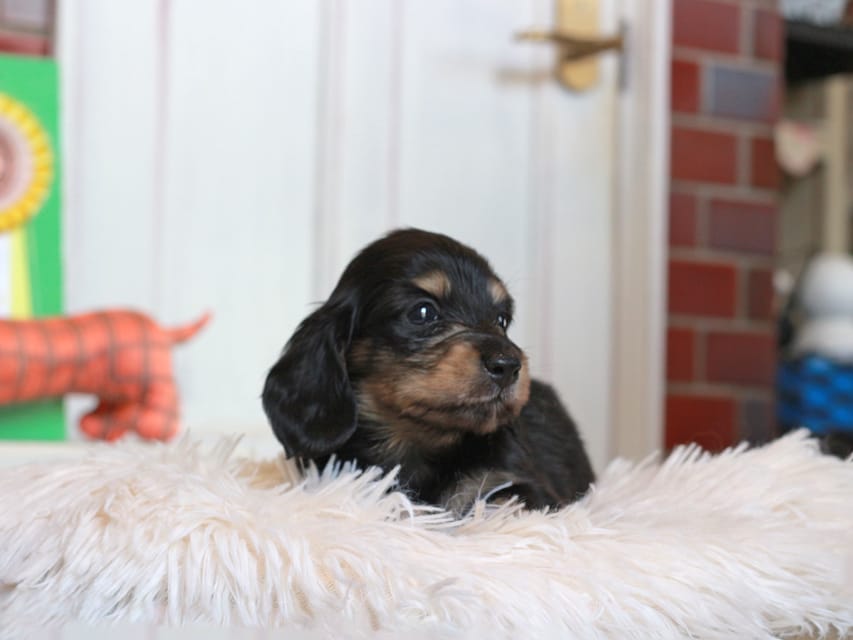 カニンヘン ダックスフンド バルーン ＆ スパーキの子犬 ブラックイエロー 男の子
