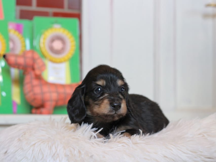 カニンヘン ダックスフンド バルーン ＆ スパーキの子犬 ブラックイエロー 男の子